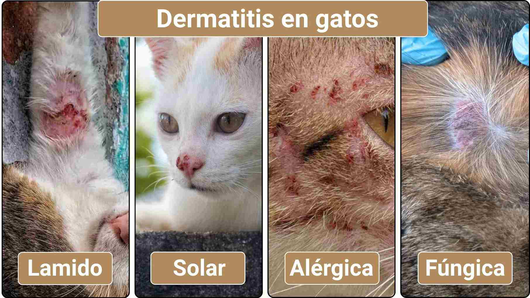Tipos de dermatitis en gatos- fotos de dermatitis en gatos